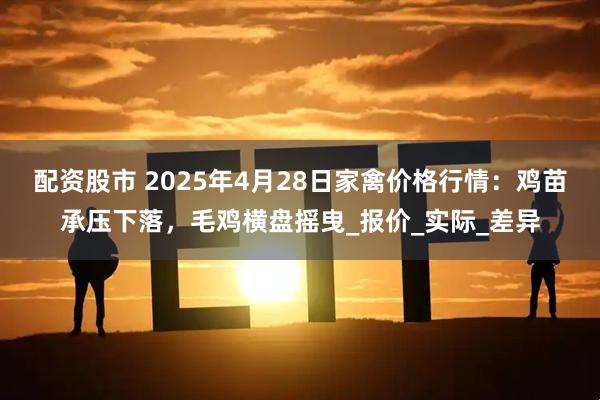 配资股市 2025年4月28日家禽价格行情：鸡苗承压下落，毛鸡横盘摇曳_报价_实际_差异